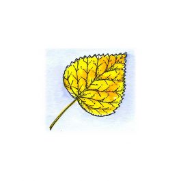 Aspen Leaf C10496