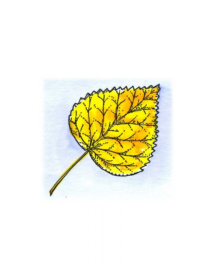 Aspen Leaf - C10496