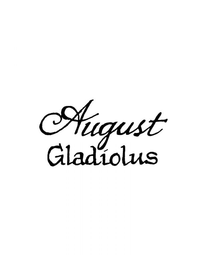 August Gladiolus - BB11268