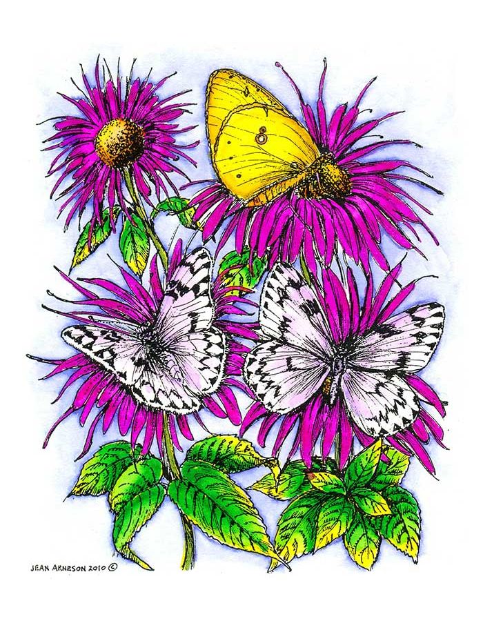 Bee Balm with Three Butterflies - P7281