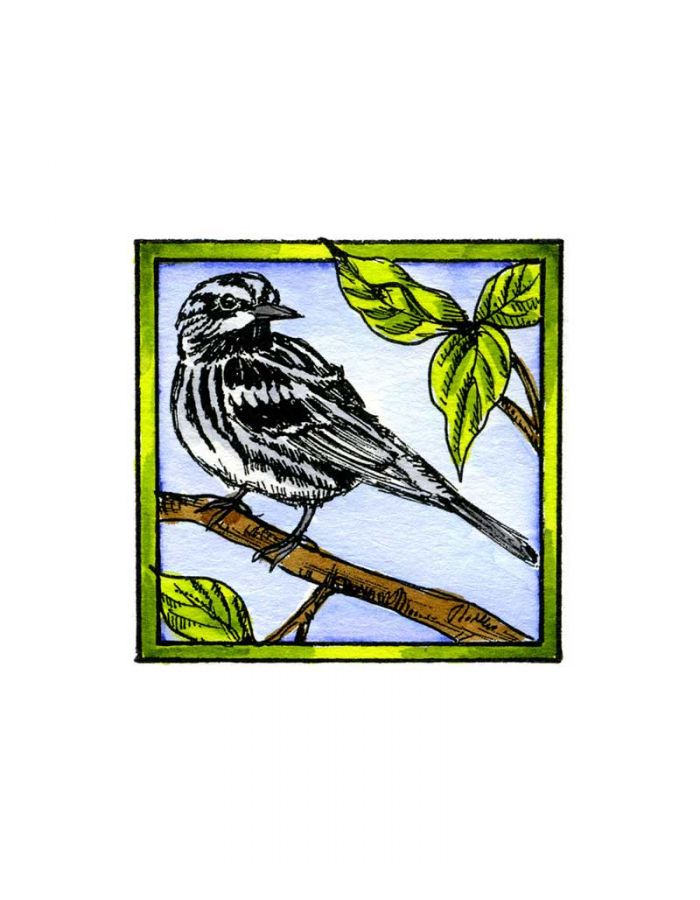 Black and White Warbler - CC10187