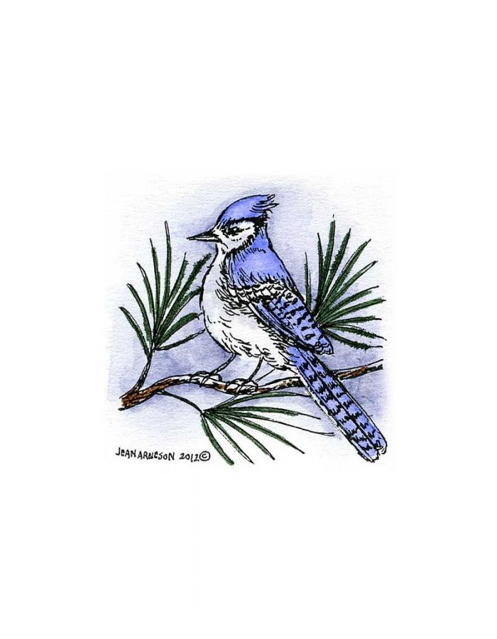 Blue Jay on Pine - C8890