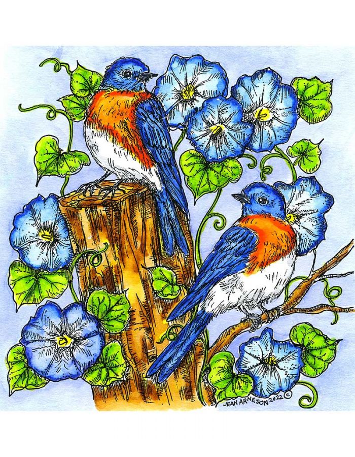 Bluebird Pair and Morning Glories - PP11072