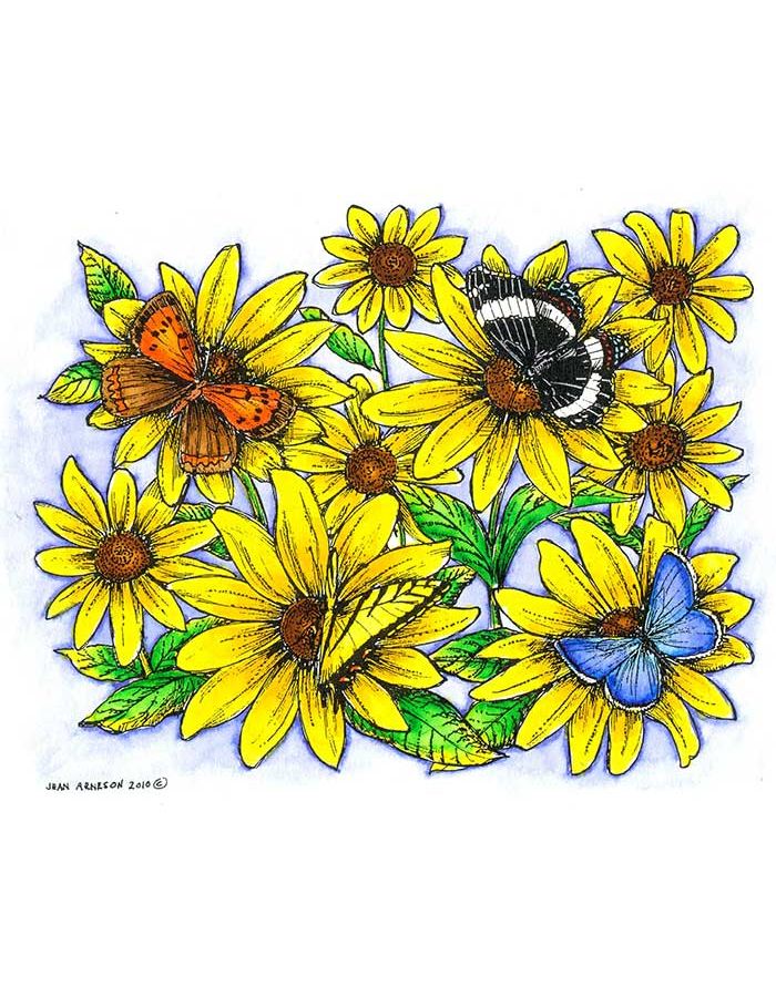 Brown-Eyed Susan with Four Butterflies - P7276