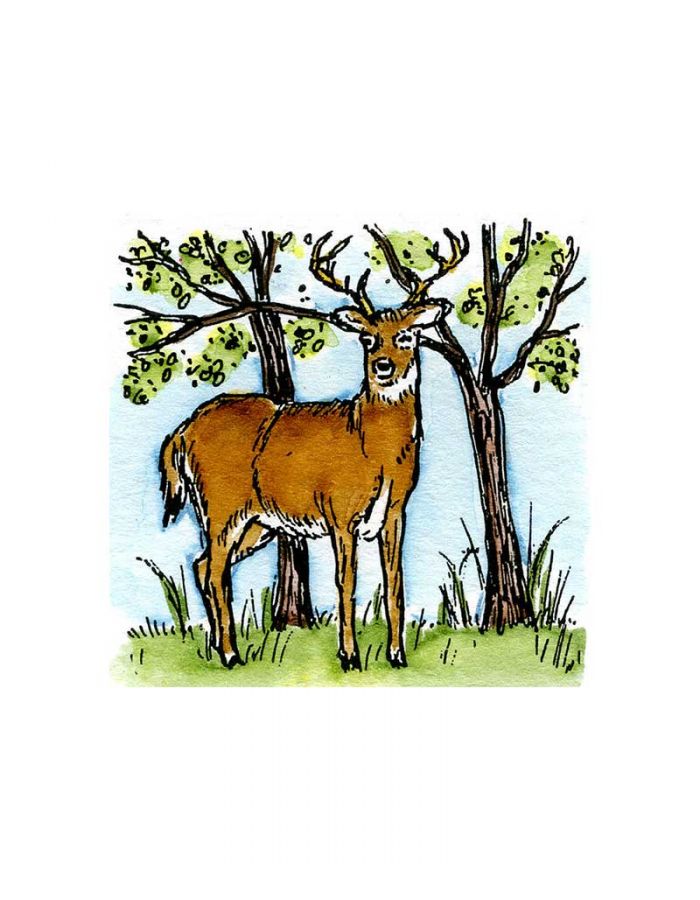 Buck In Trees - C9519