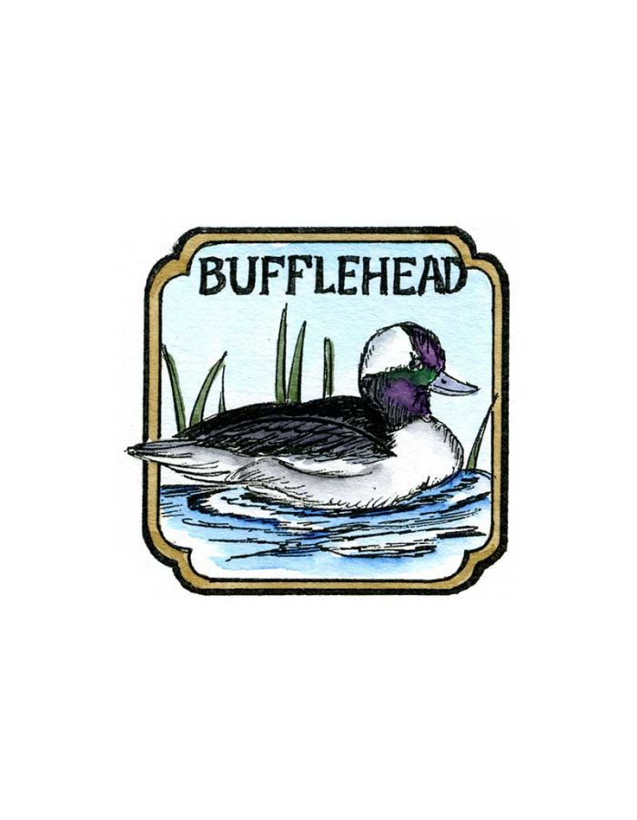 Bufflehead in Curved Frame - CC10209