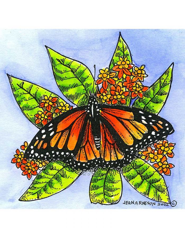 Butterfly Weed and Monarch - MM11109