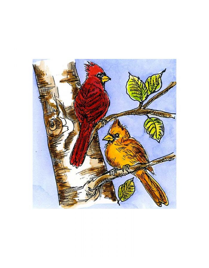Cardinal Birch Tree - CC11093
