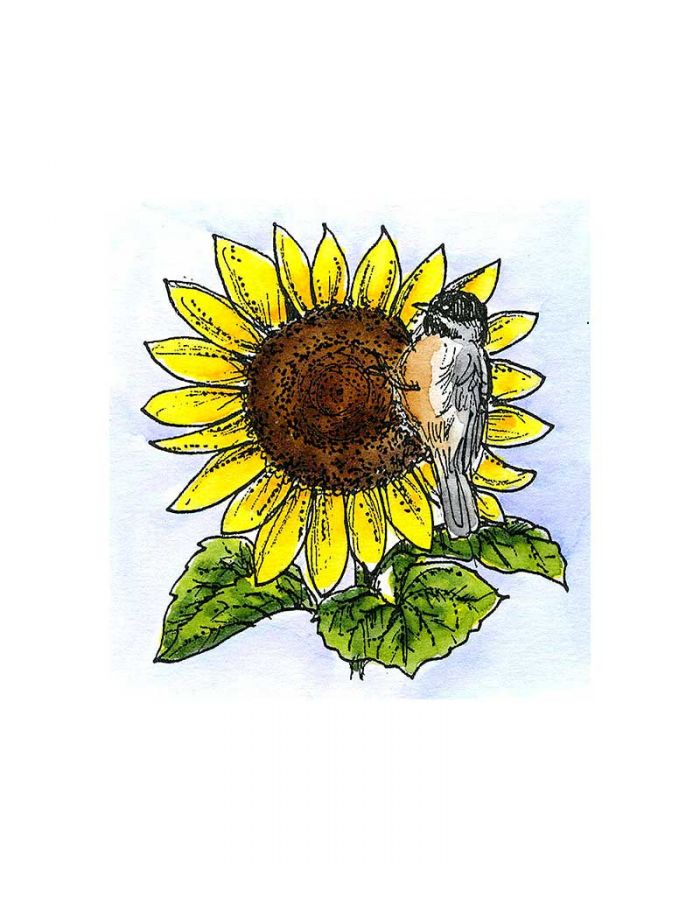 Chickadee On Sunflower - CC11347