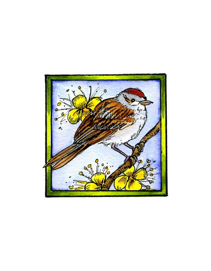 Chirping Sparrow - CC10186