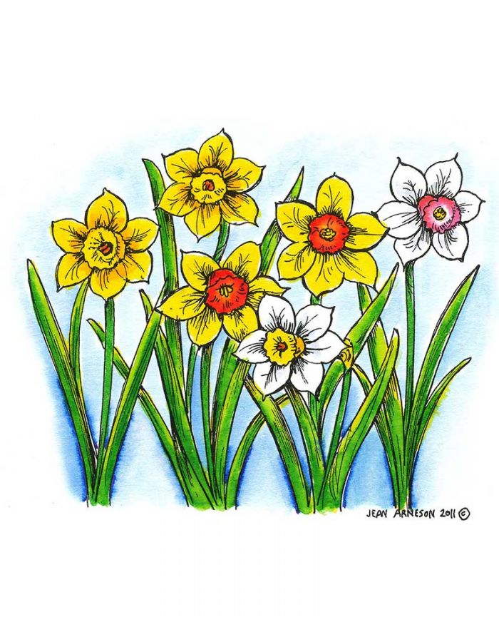 Cluster of Daffodils - M8017
