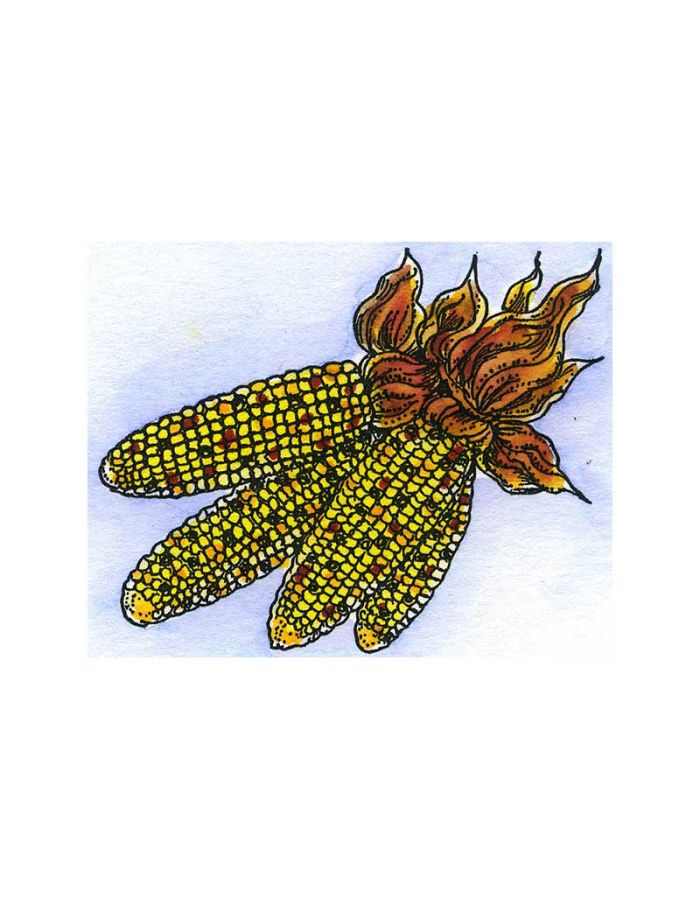 Corn - C10999