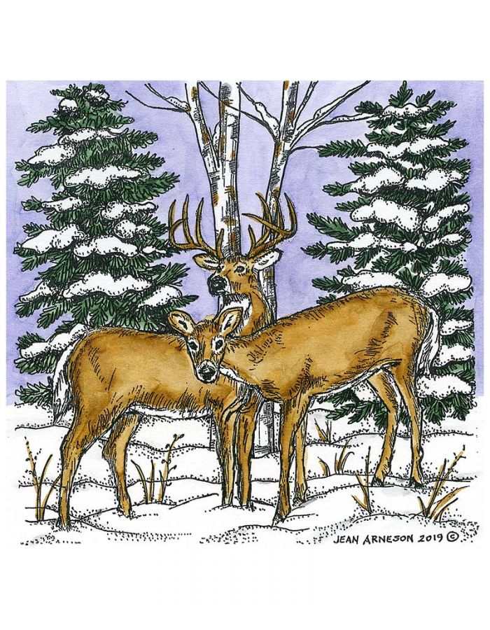 Deer Pair and Spruce - PP10714