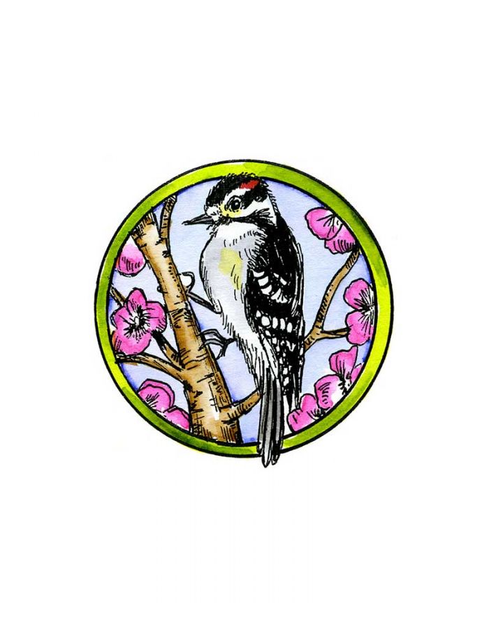 Downy Woodpecker - CC10195
