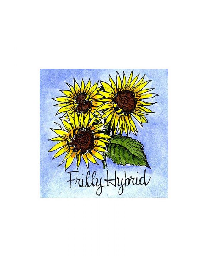 Frilly Hybrid Sunflower - C10089