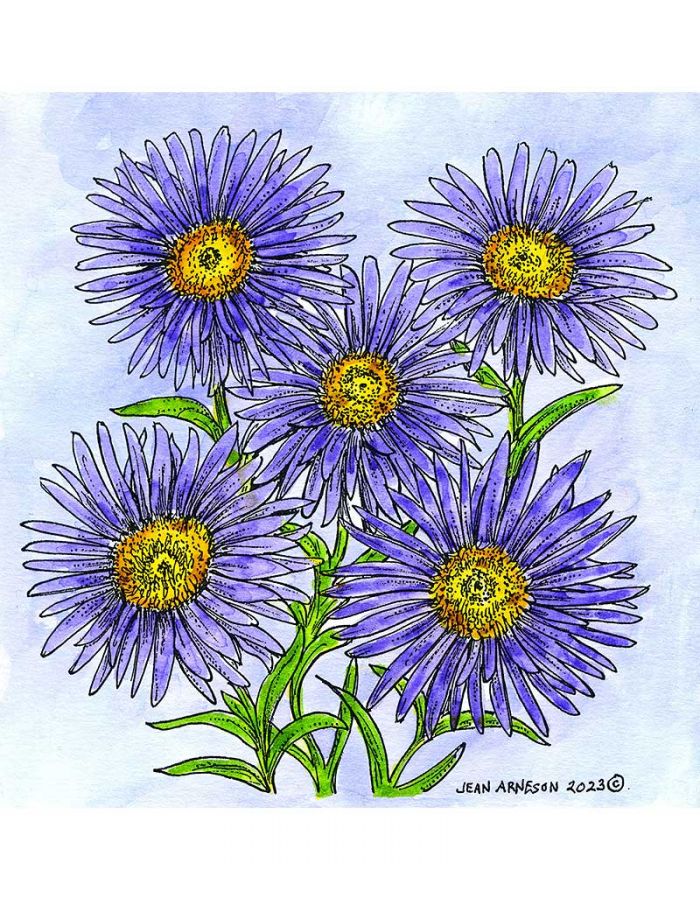 Large Aster - PP11270