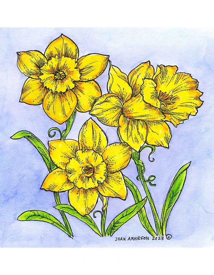 Large Daffodil - PP11250