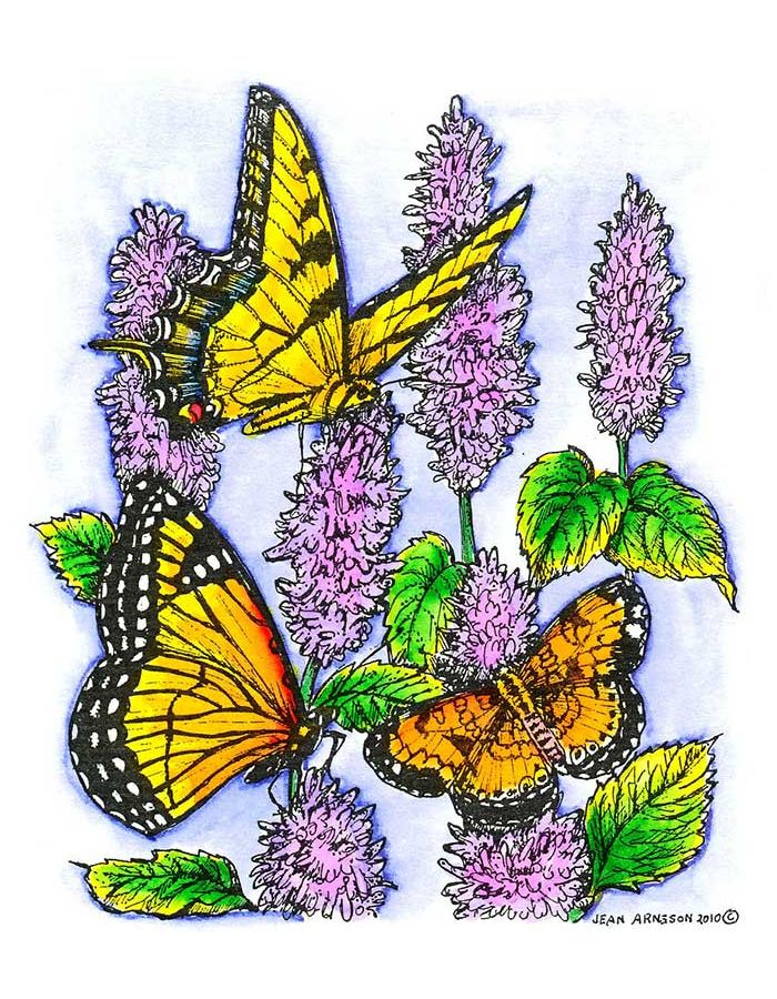 Lavender Hyssop with Three Butterflies - P7291