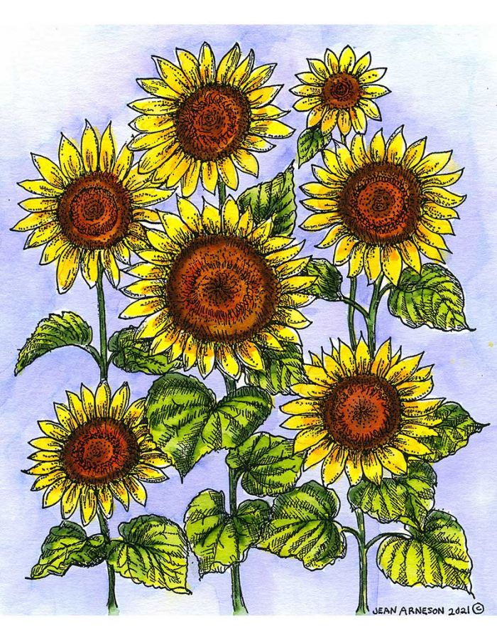 Majestic Sunflowers - P10994