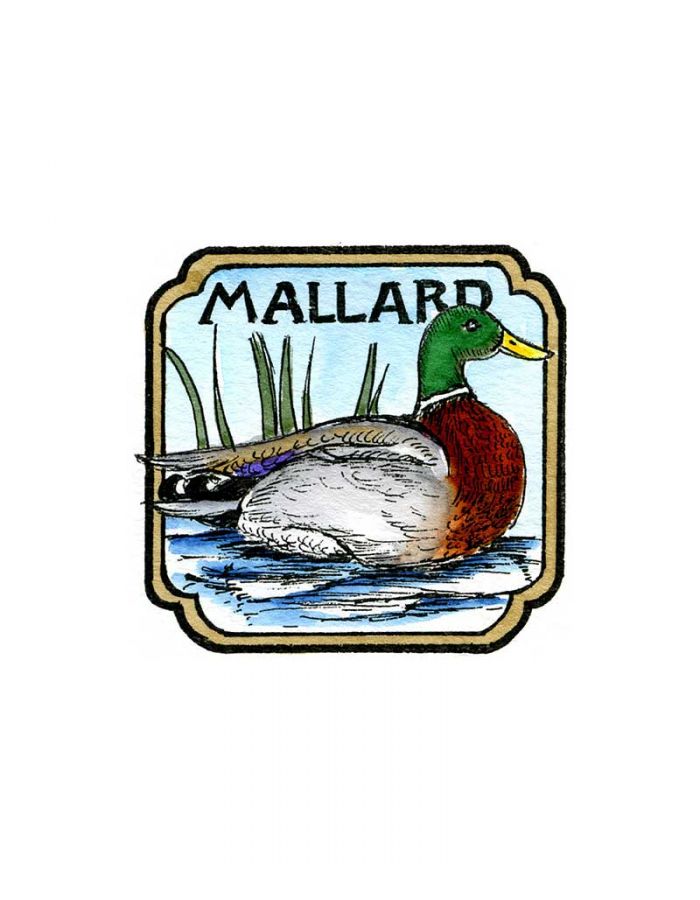 Mallard in Curved Square - CC10207