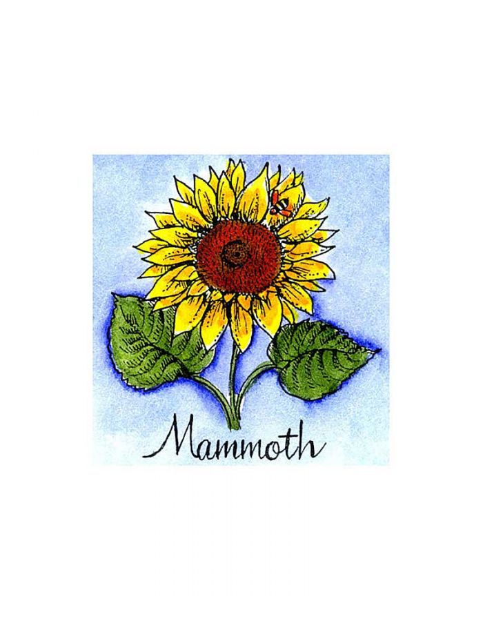 Mammoth Sunflower - C10086