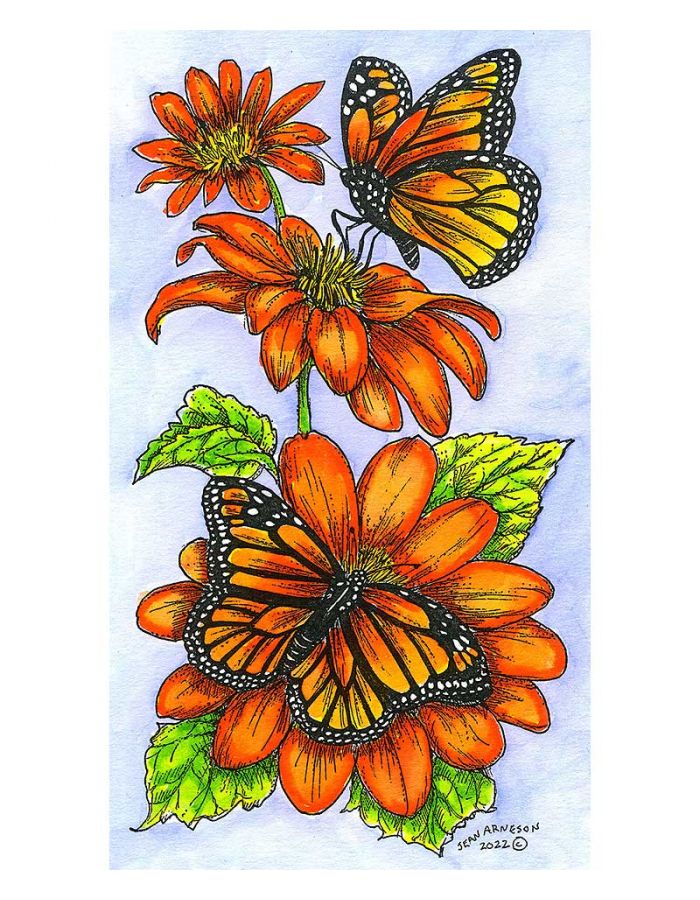 Mexican Sunflowers and Monarchs - NN11114