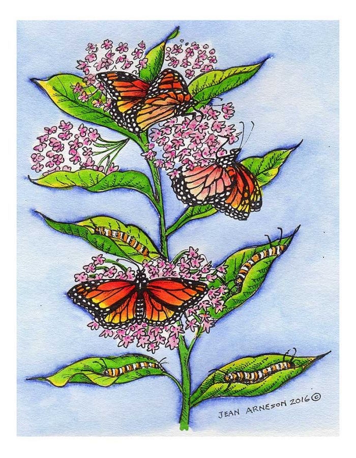 Monarchs on Milkweed - P9925