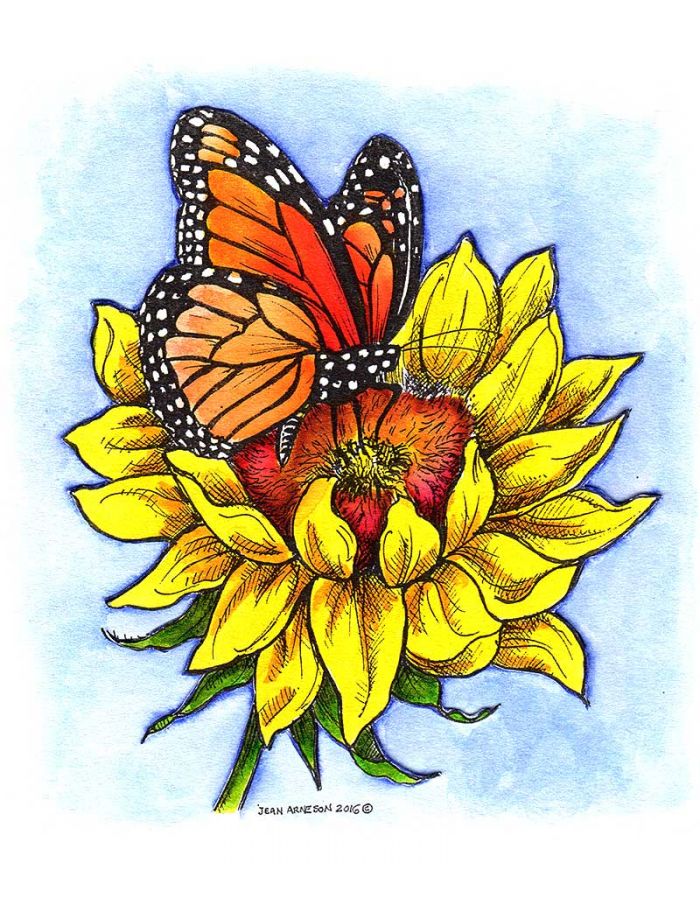 Monarch on Sunflower Blossom - P9922
