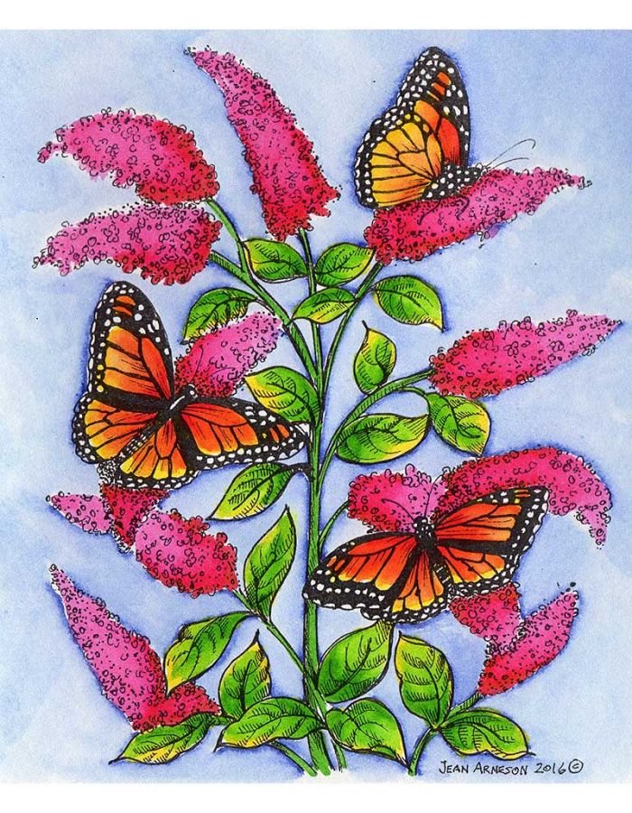 Monarchs on Butterfly Bush - P9932