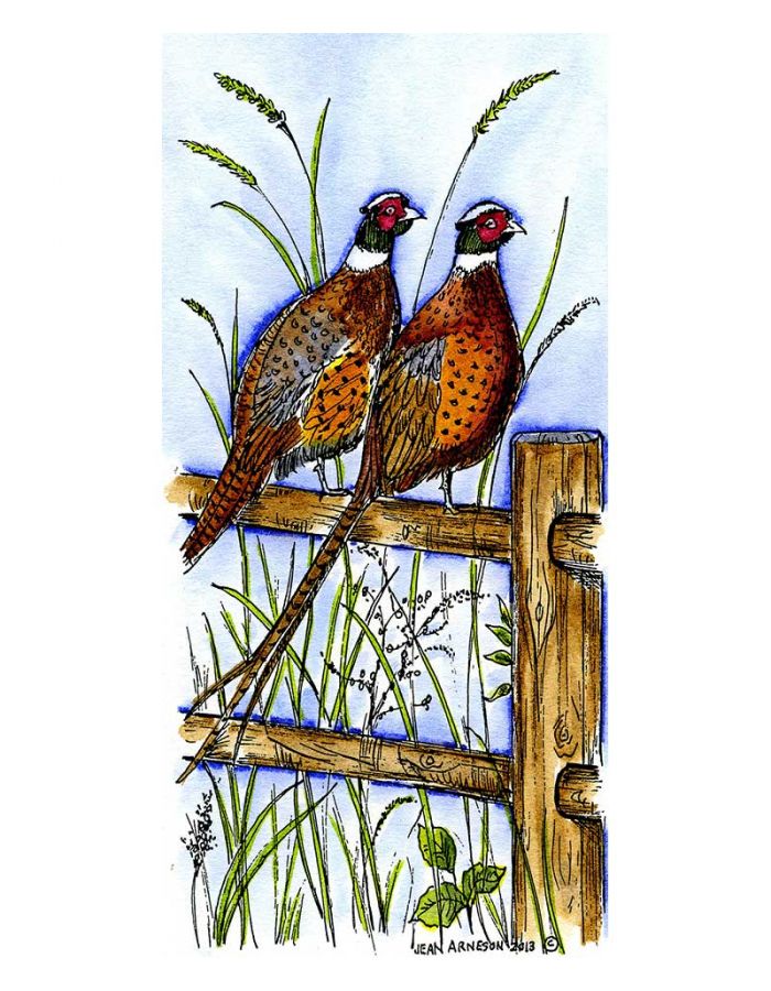 Pheasants On Fence - O9054