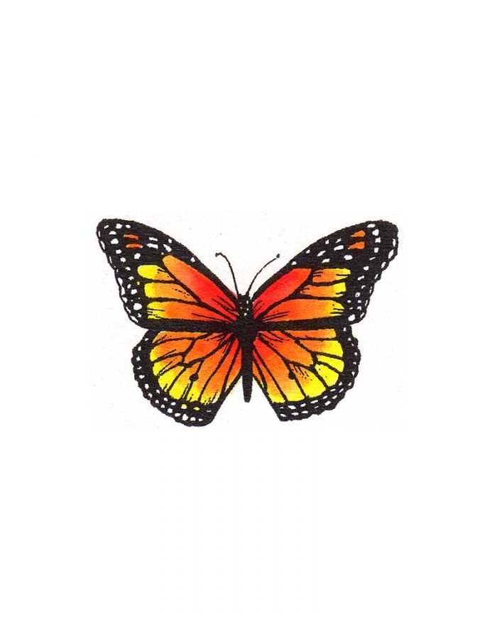 Single Monarch - CC9924