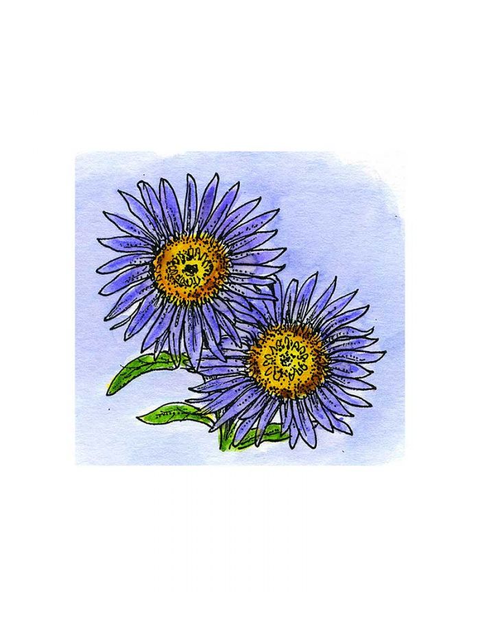 Small Aster - C11273