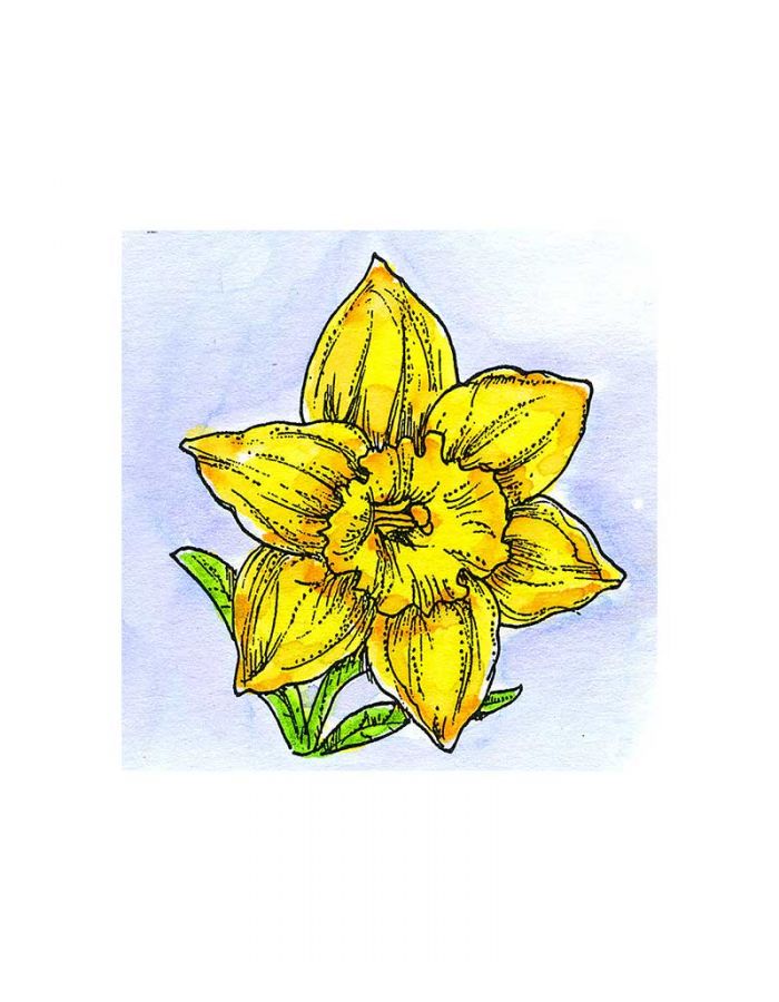 Small Daffodil - C11253