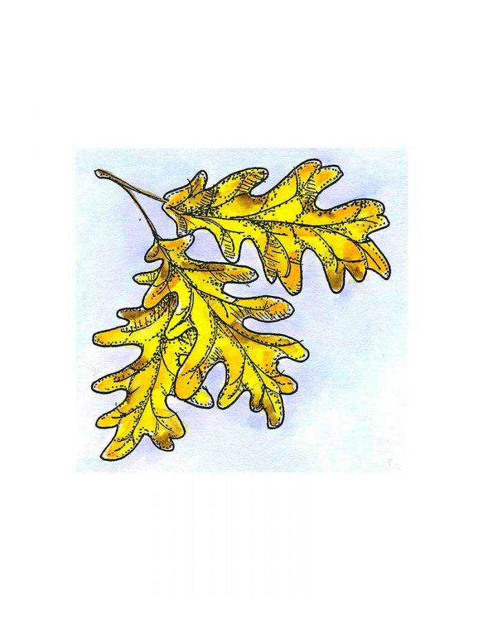 Small Oak Leaf Cluster - CC11344
