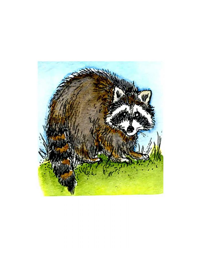 Small Raccoon - B9534