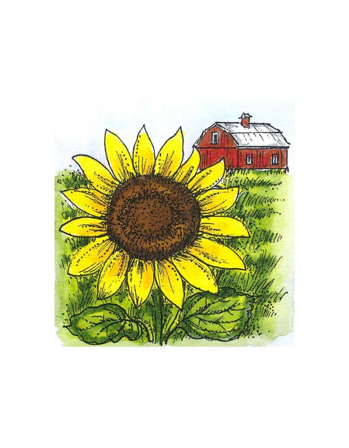 Small Sunflower Farm - CC11327