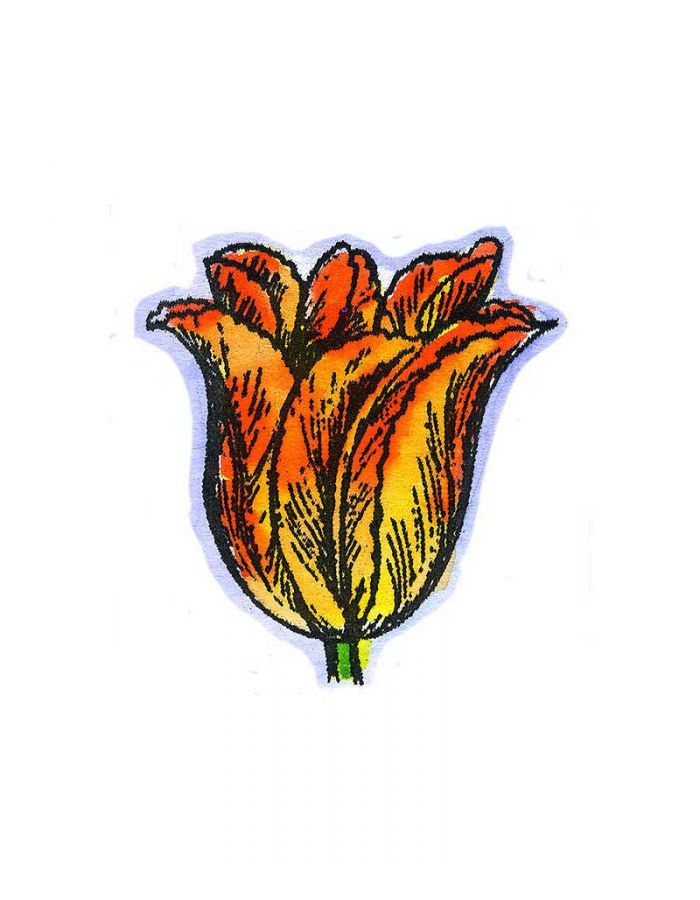 Small Tulip Blossom - B9472
