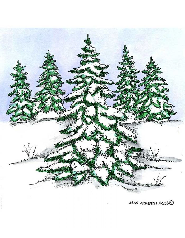 Snowy Spruce Forest - PP11433
