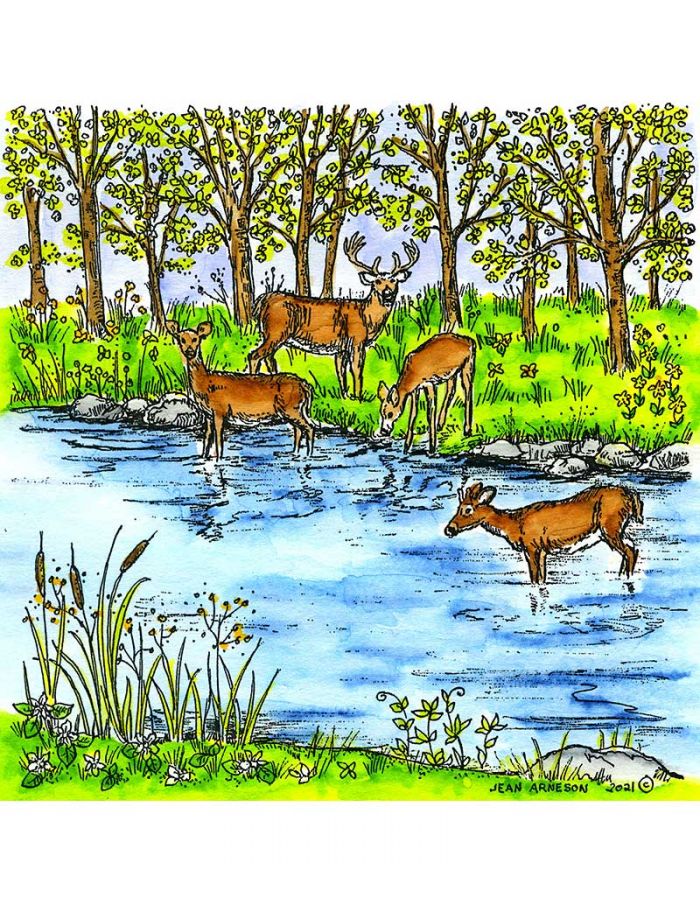 Spring Deer and Stream - PP10927