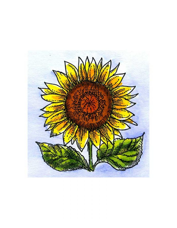 Sunflower - CC10995