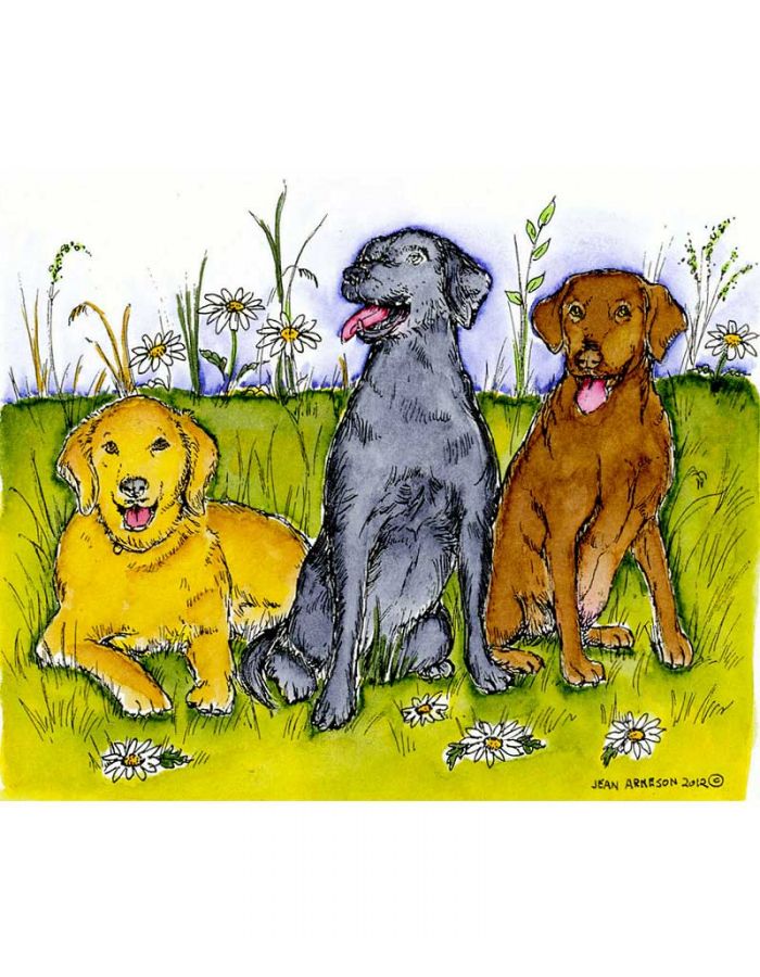 Three Labrador Retrievers - P8546
