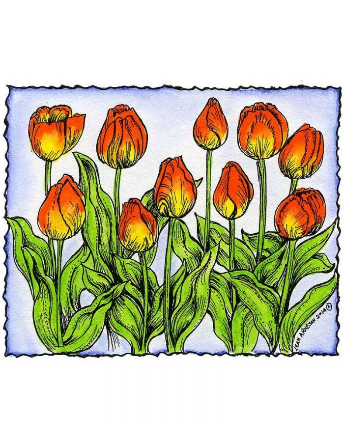 Tulips in Deckle Frame - M9481