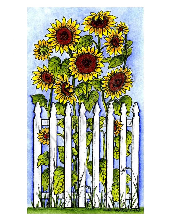 Sunflowers and Fence - NN10101