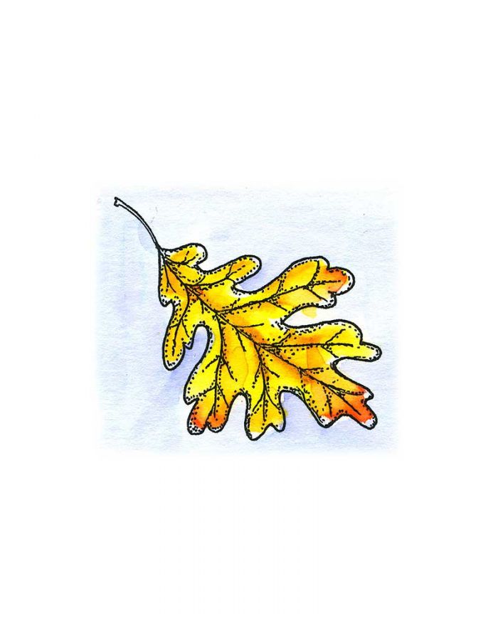 White Oak Leaf - C10486