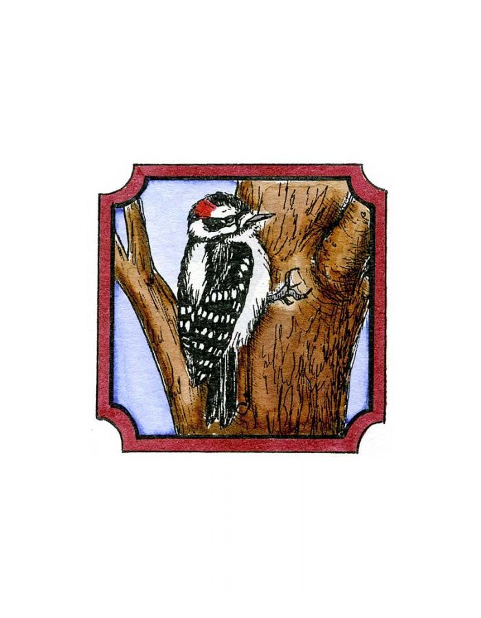 Woodpecker in Notched Square - CC9980