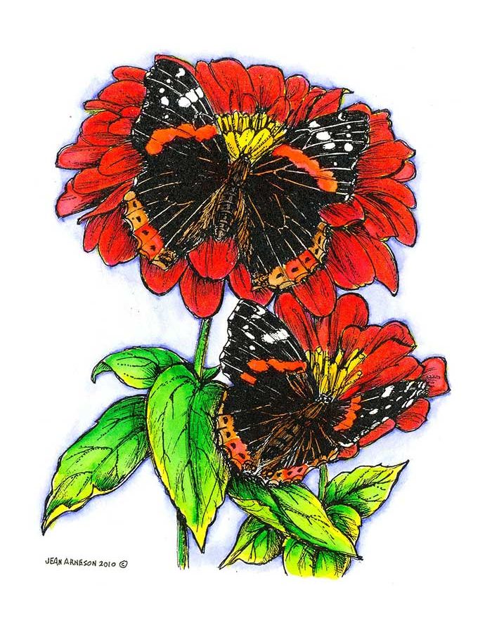 Zinnias with Two Butterflies - P7282