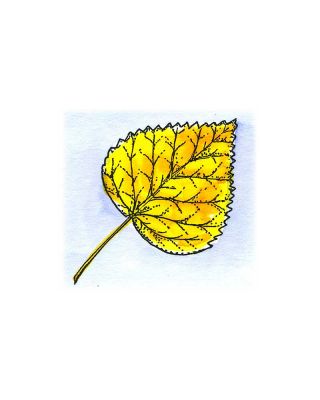 Aspen Leaf - C10496