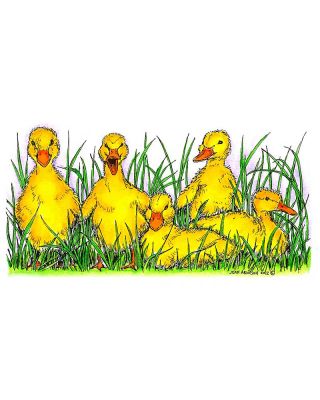 Baby Ducks In Grass - O8455