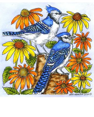 Blue Jay Pair and Coneflowers - PP11523