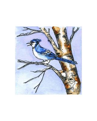 Blue Jay On Birch - CC11055
